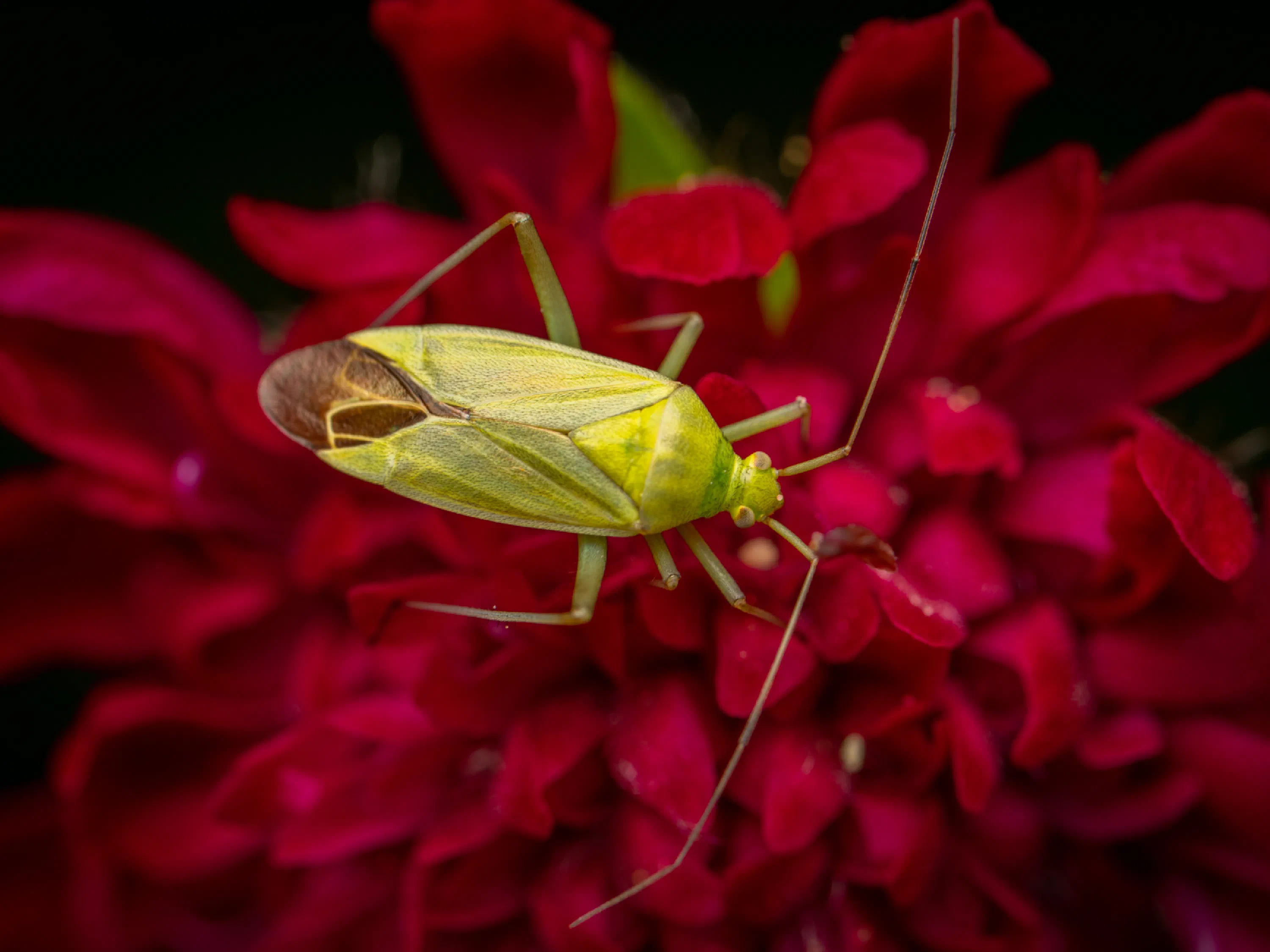 Calocoris affinis