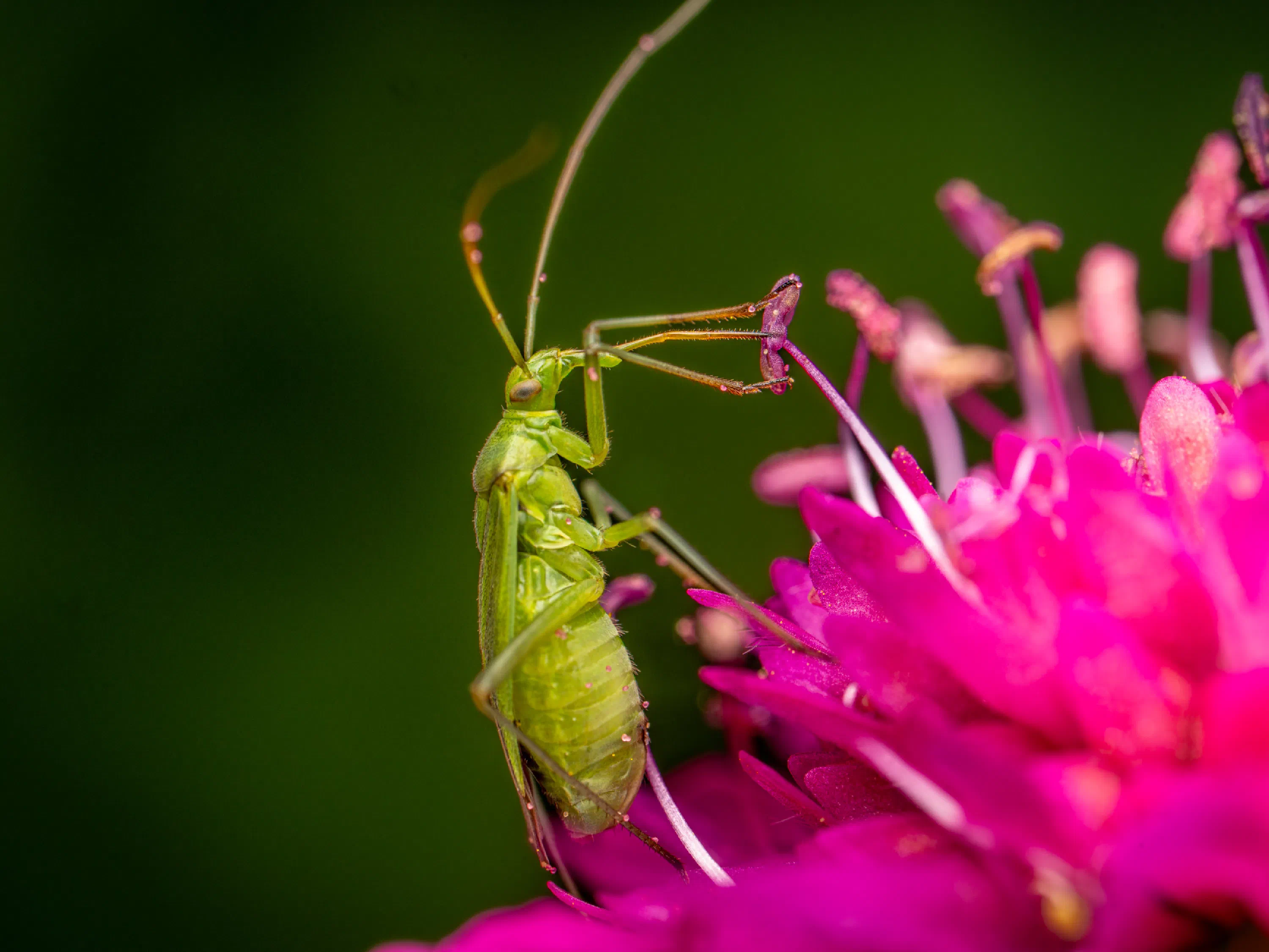 Calocoris affinis
