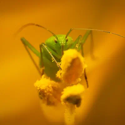Common Green Capsid