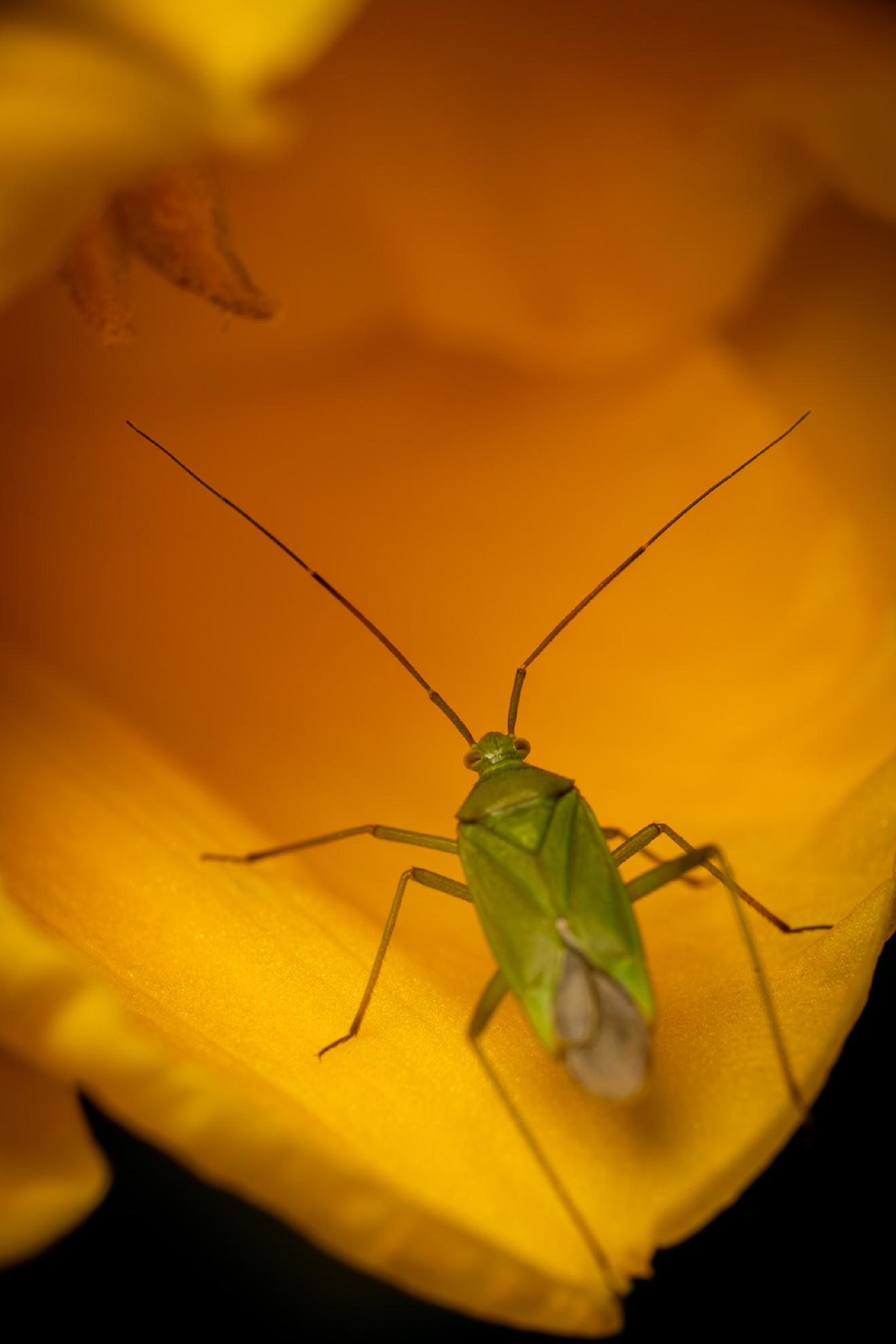 Common Green Capsid – No. 2