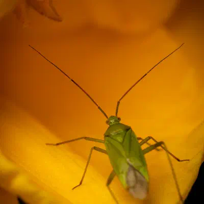 Grüne Futterwanze