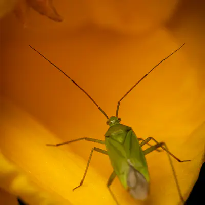 Grüne Futterwanze