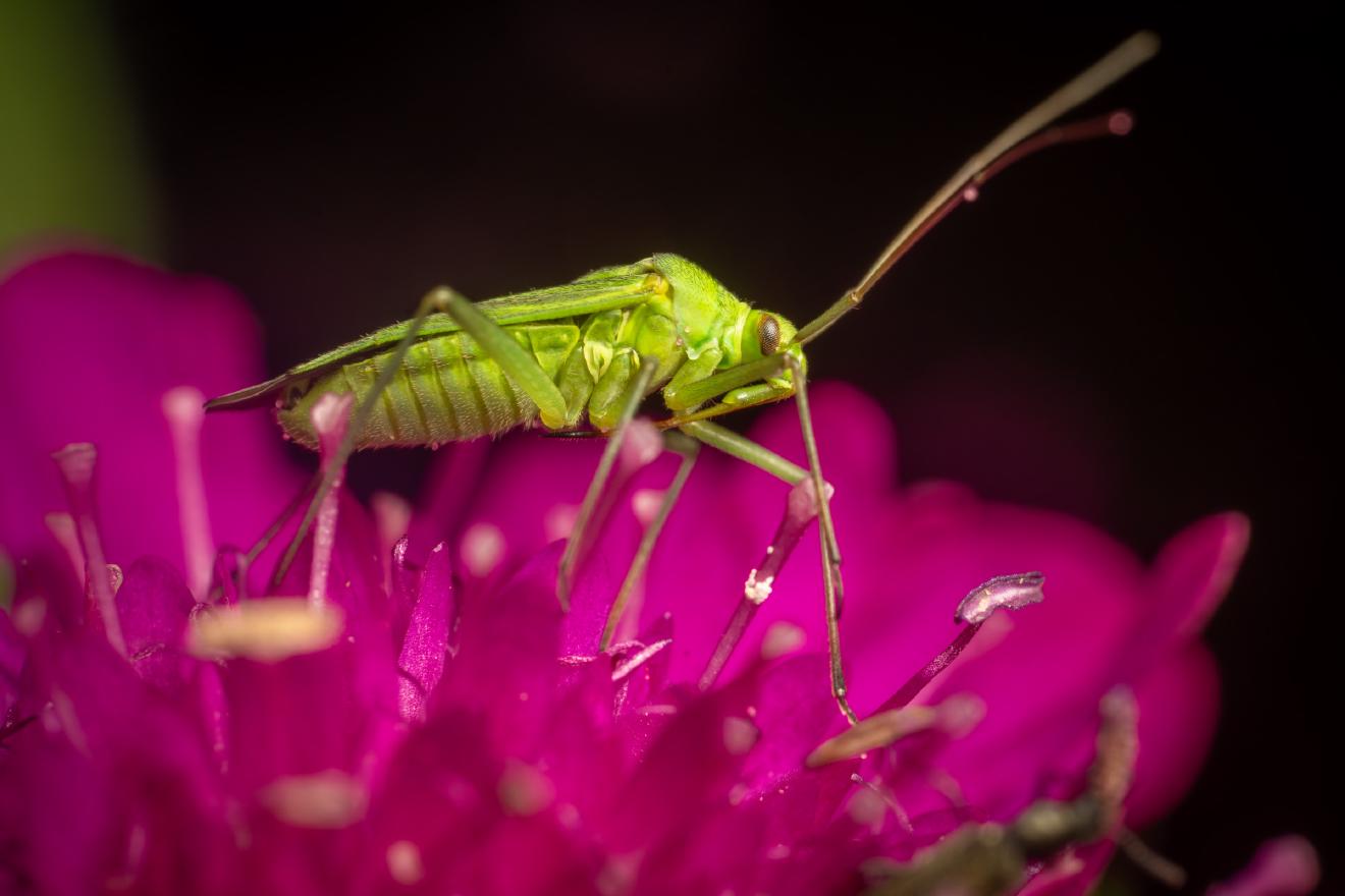 Common Green Capsid – No. 3