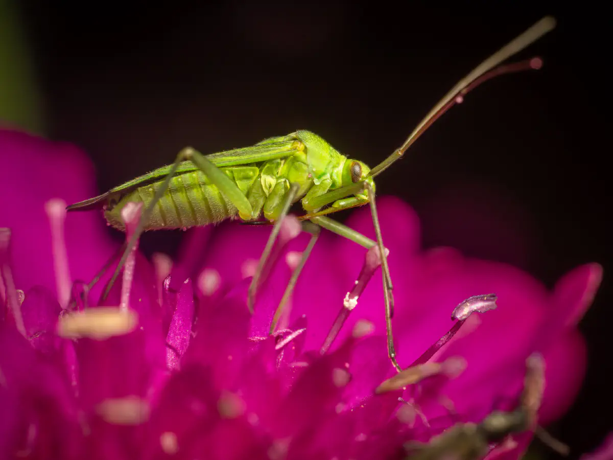 Punaise verte des pousses