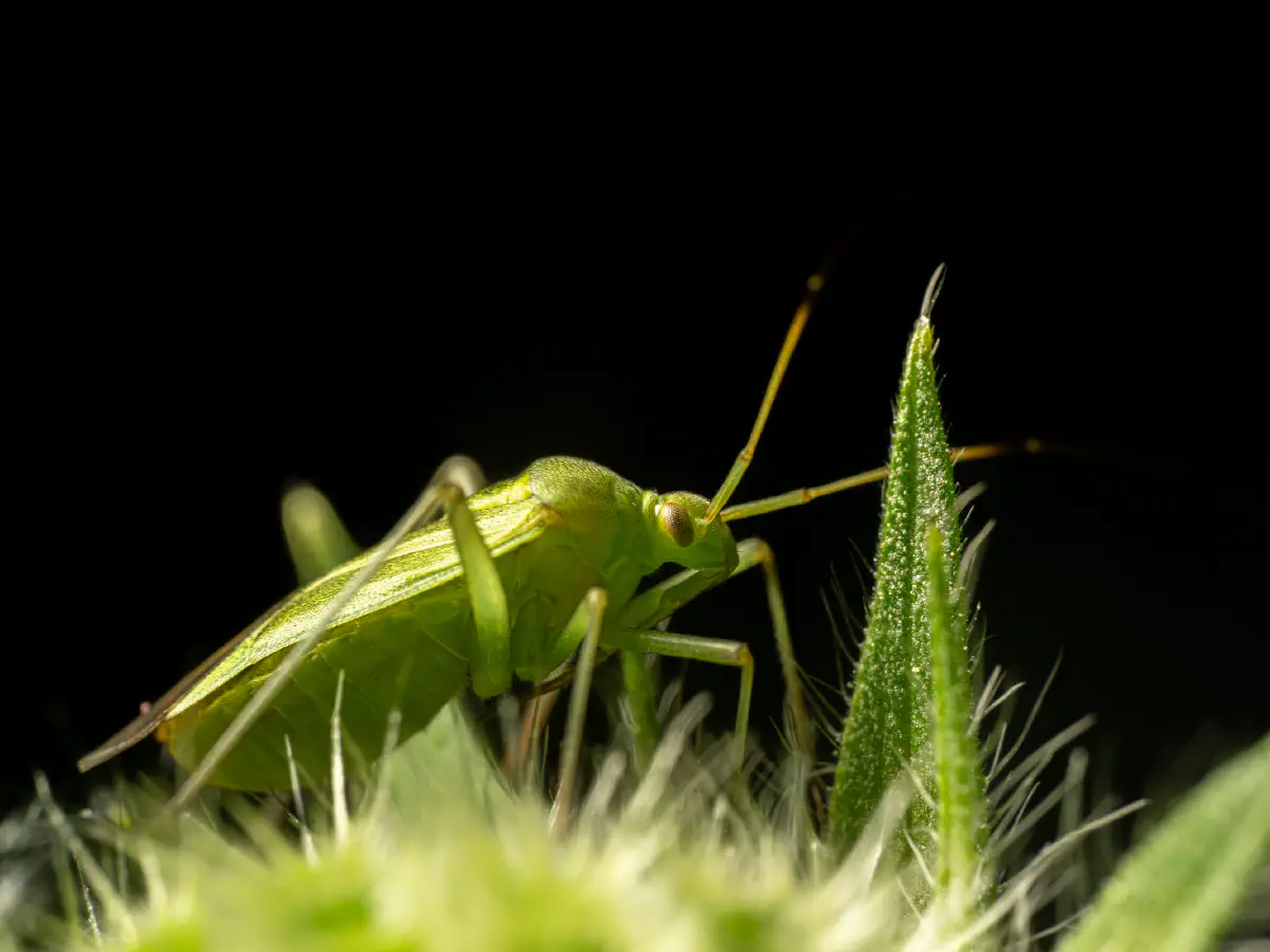 Punaise verte des pousses