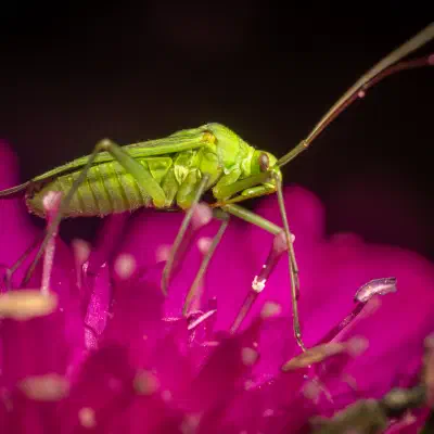 Common Green Capsid