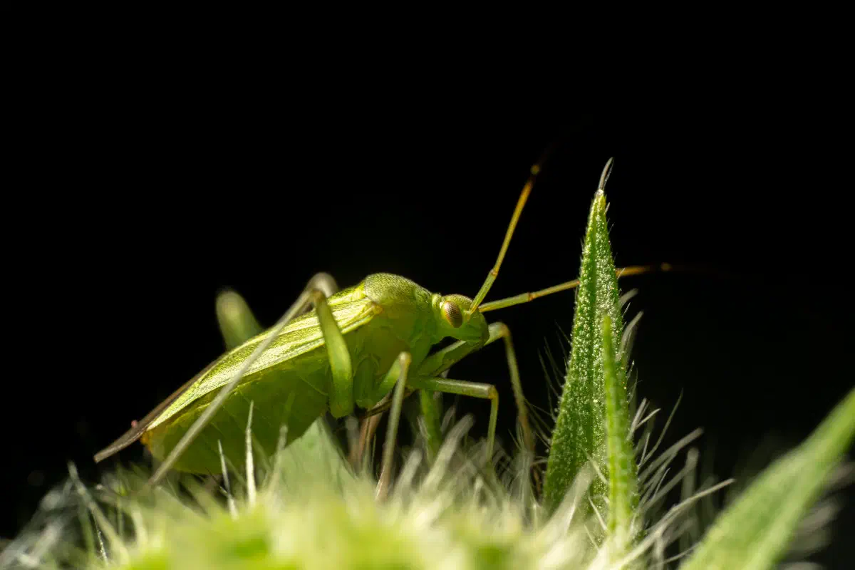 Punaise verte des pousses