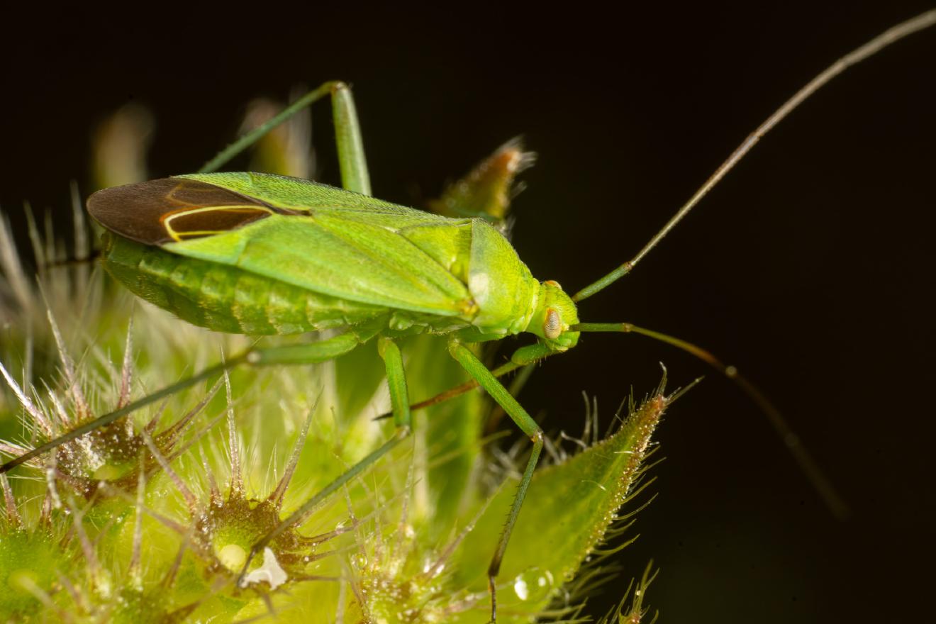 Common Green Capsid – No. 5