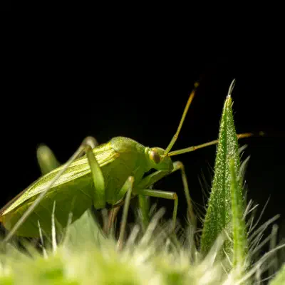 Common Green Capsid