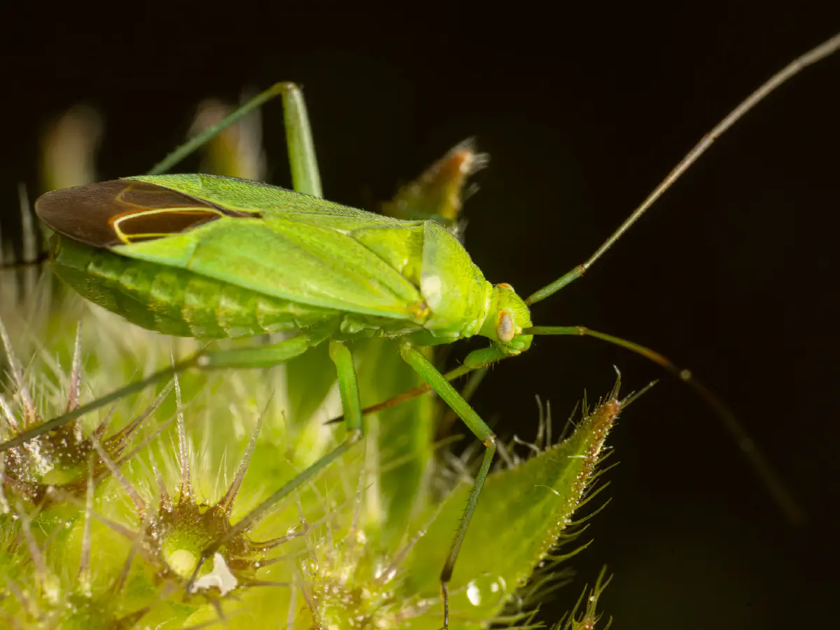 Punaise verte des pousses