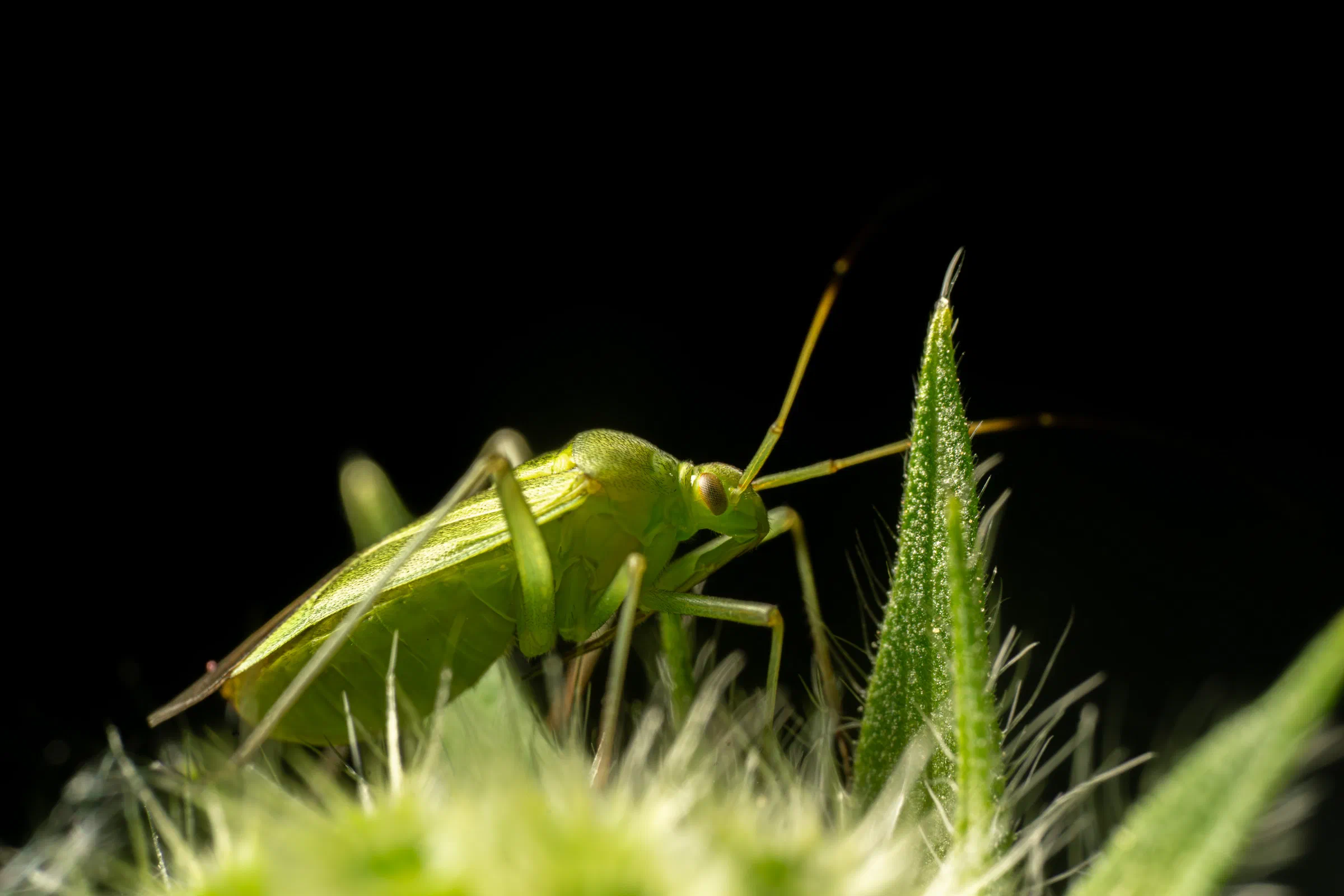 Common Green Capsid