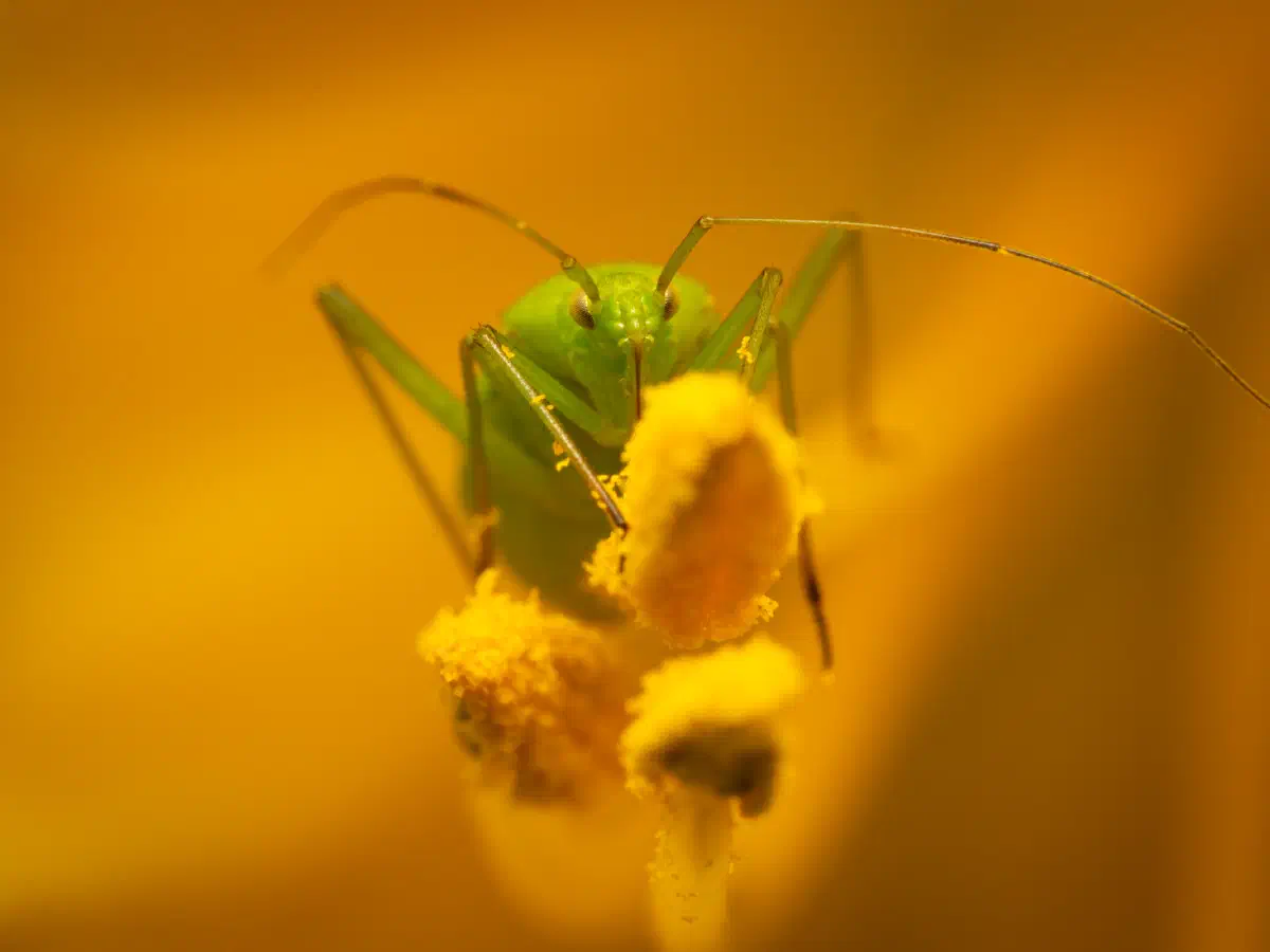 Punaise verte des pousses