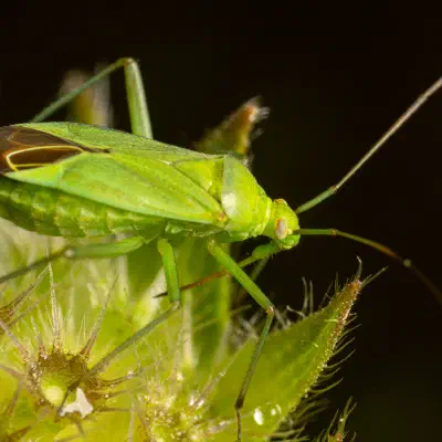 Common Green Capsid