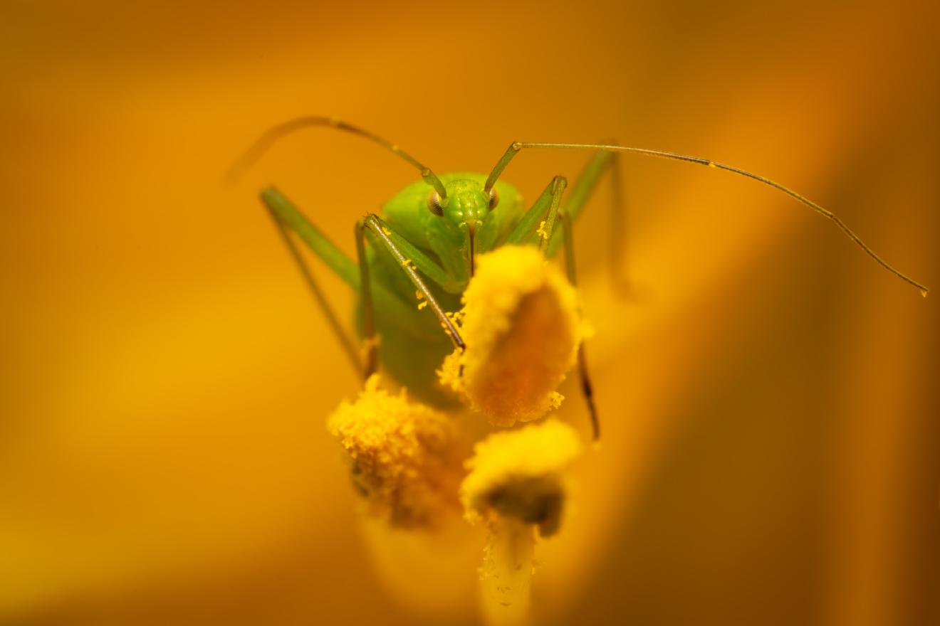Common Green Capsid – No. 6