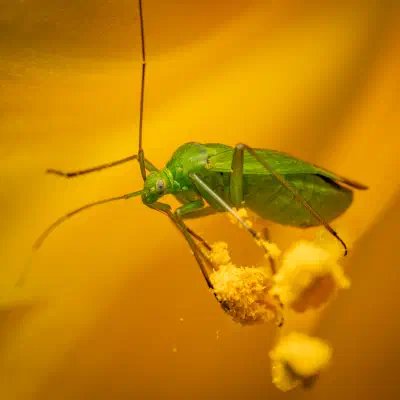 Common Green Capsid