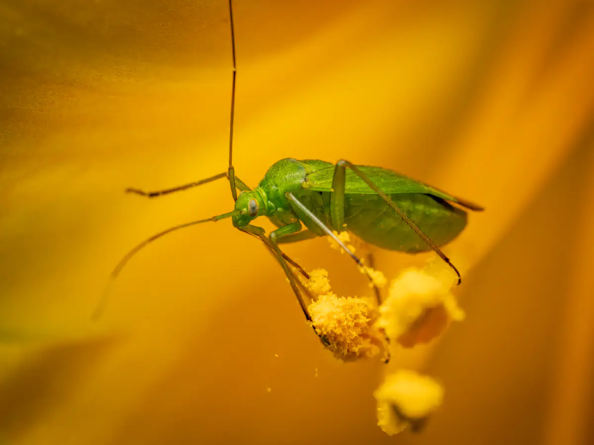 Punaise verte des pousses