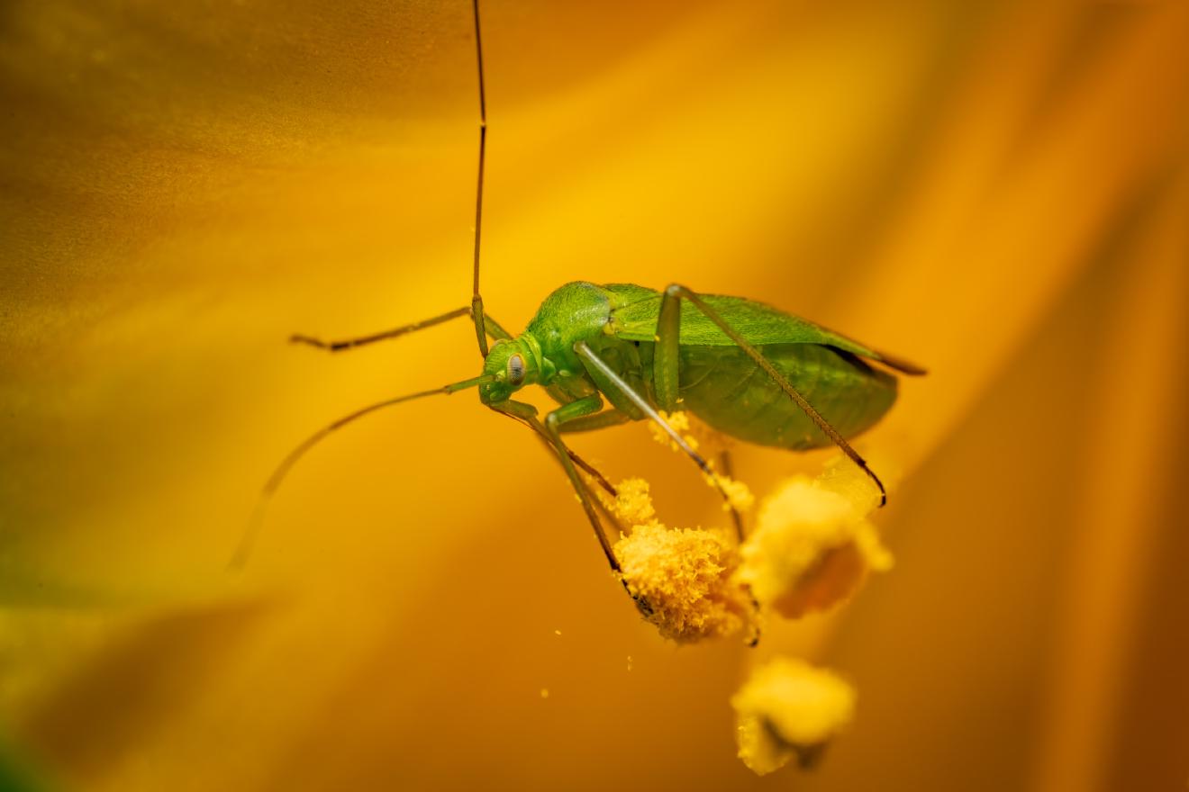 Common Green Capsid – No. 7