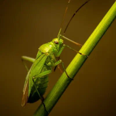 Common Green Capsid
