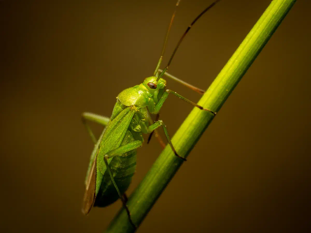 Punaise verte des pousses