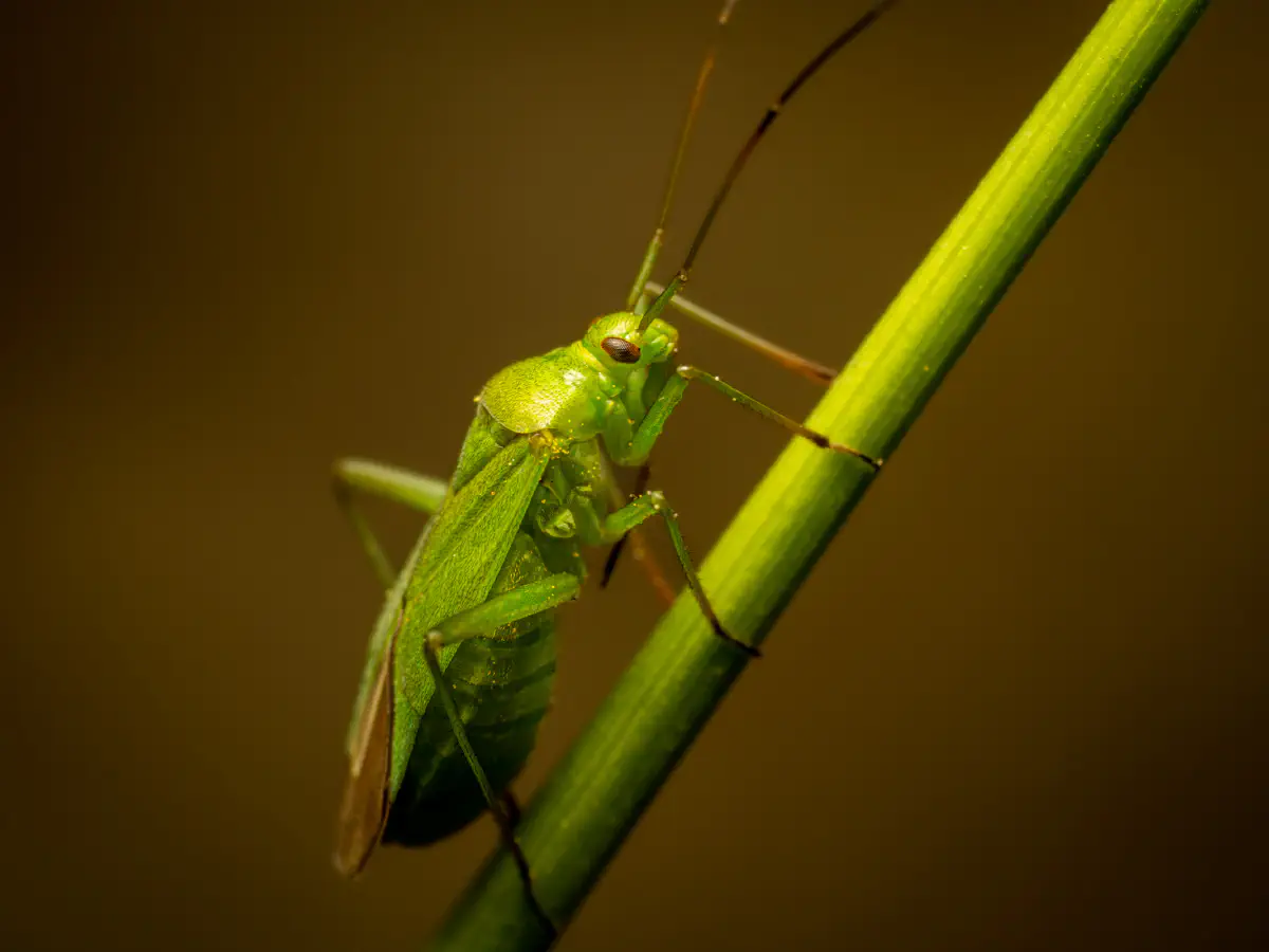 Punaise verte des pousses