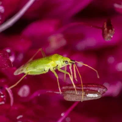 Common Green Capsid