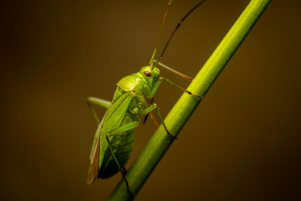 Grüne Futterwanze