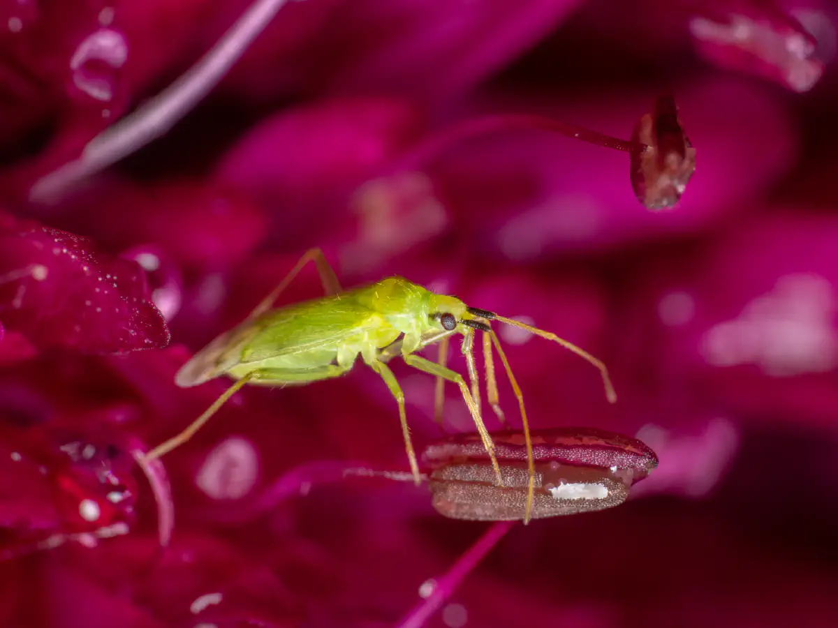 Punaise verte des pousses