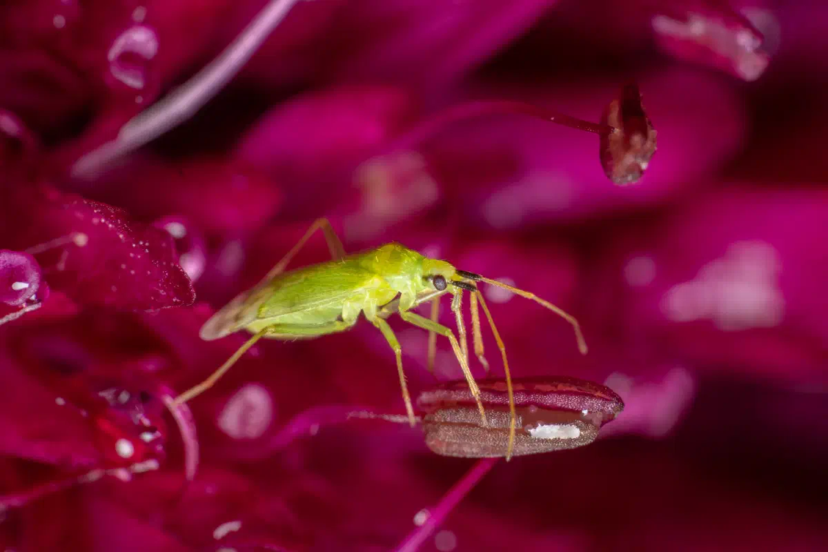 Punaise verte des pousses