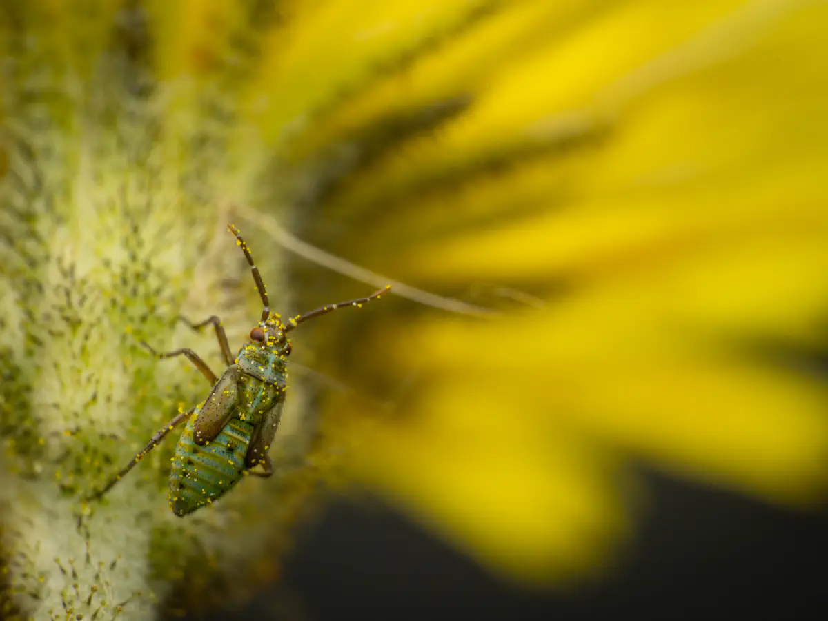 Hoplomachus thunbergii