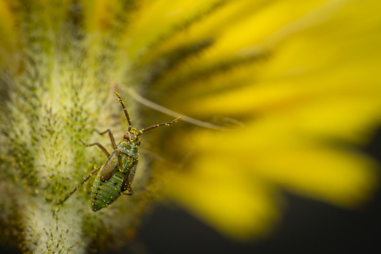 Hoplomachus thunbergii – No. 1