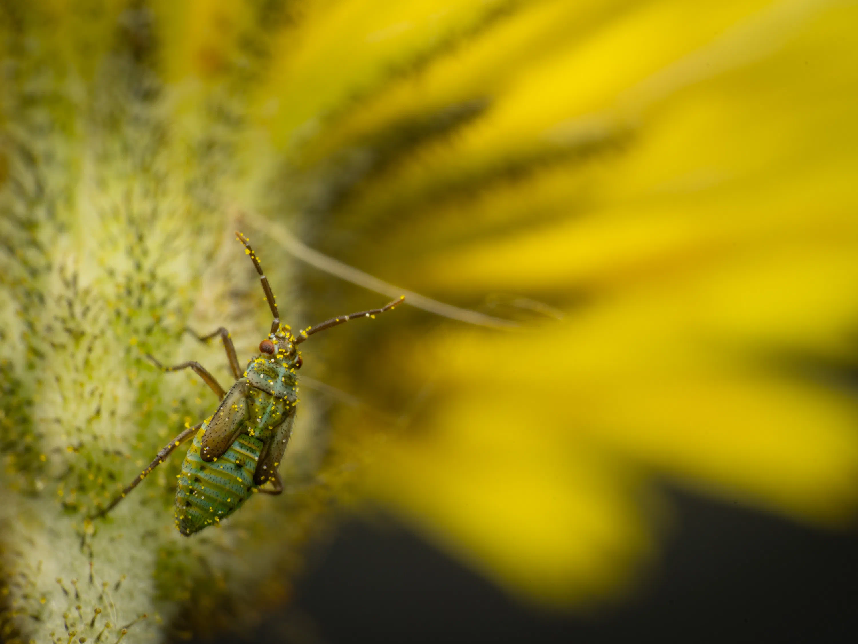 Hoplomachus thunbergii