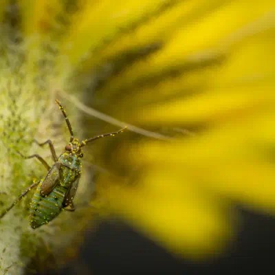 Hoplomachus thunbergii