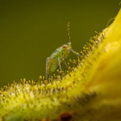 Hoplomachus thunbergii