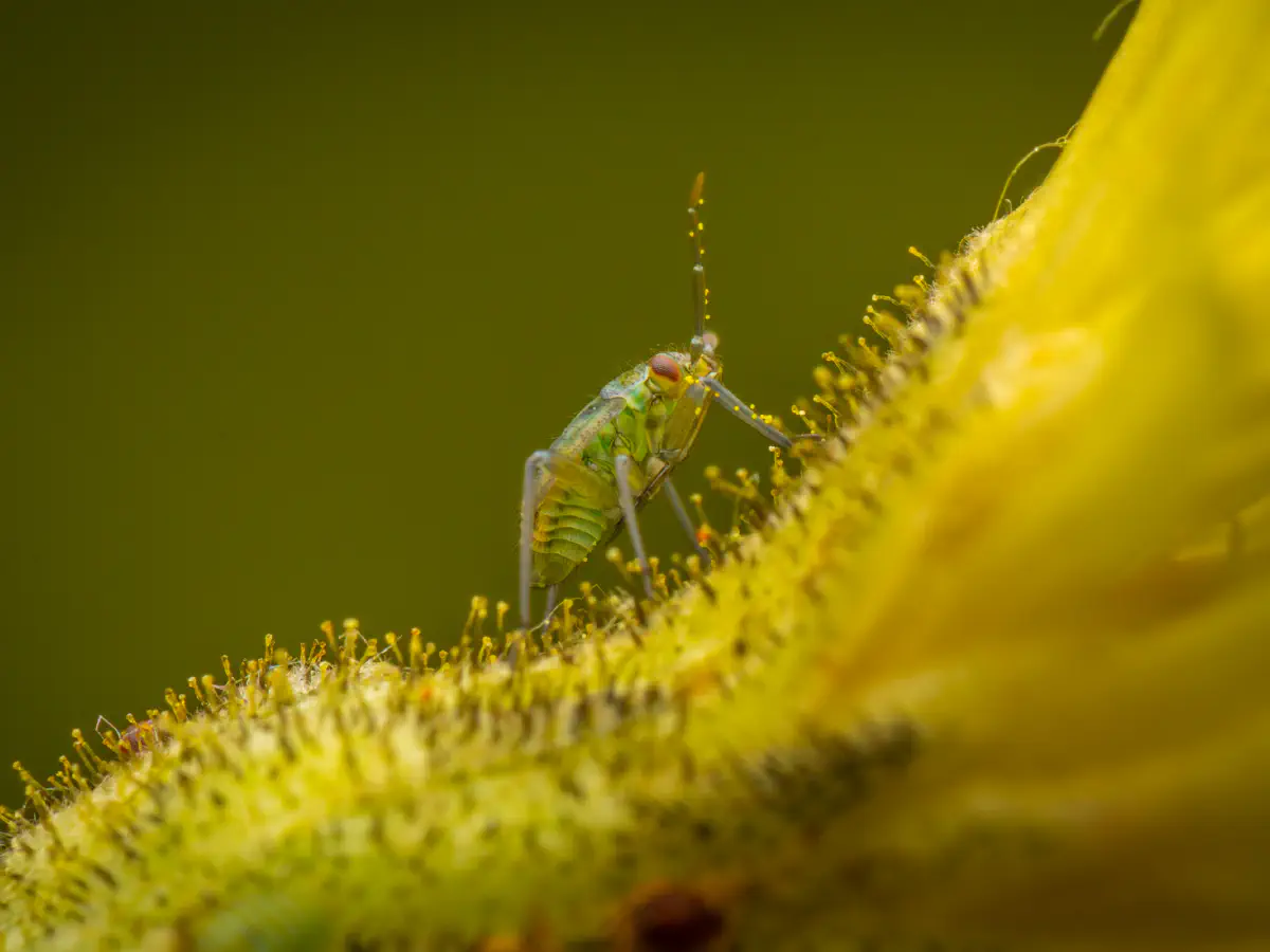Hoplomachus thunbergii