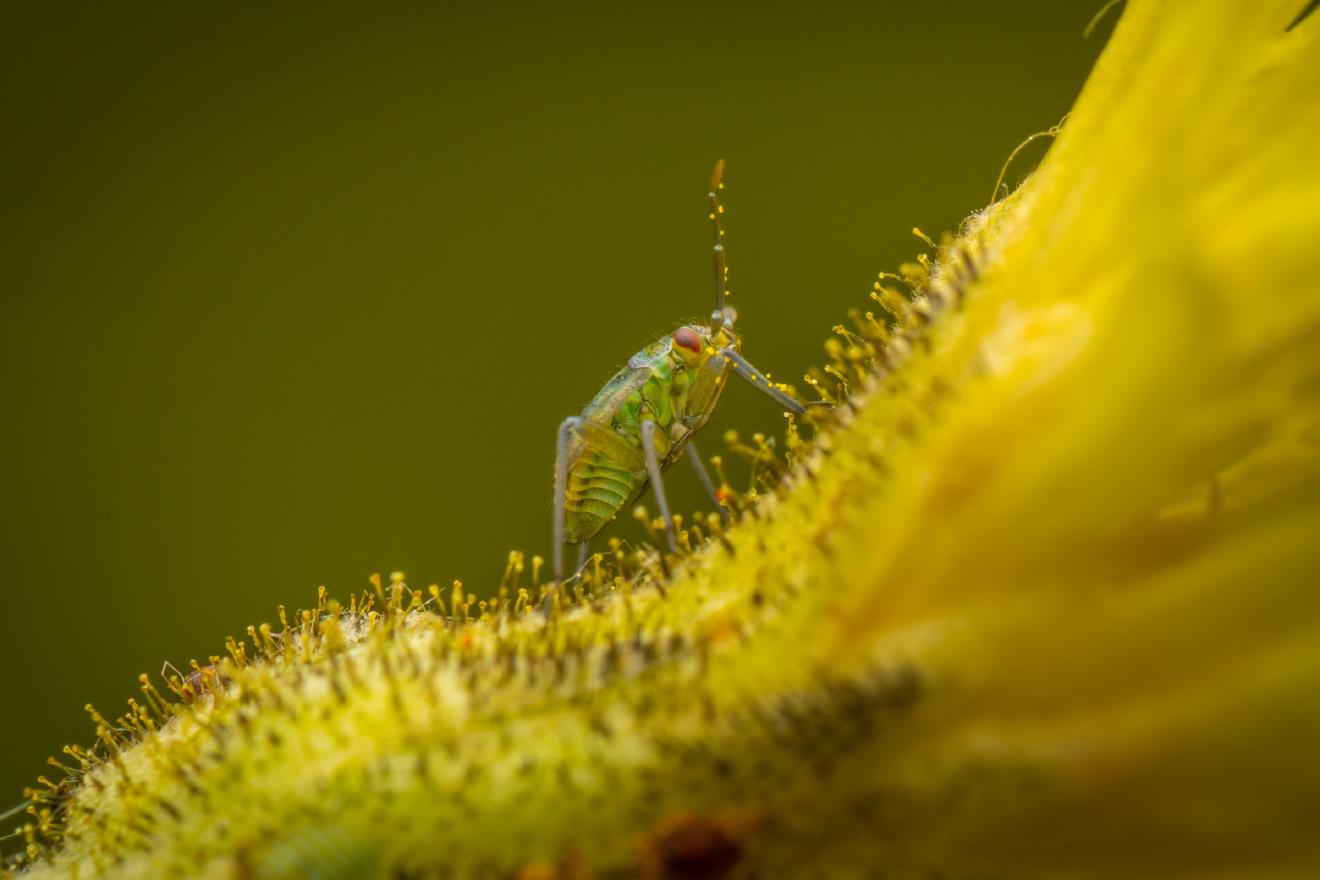 Hoplomachus thunbergii – No. 2