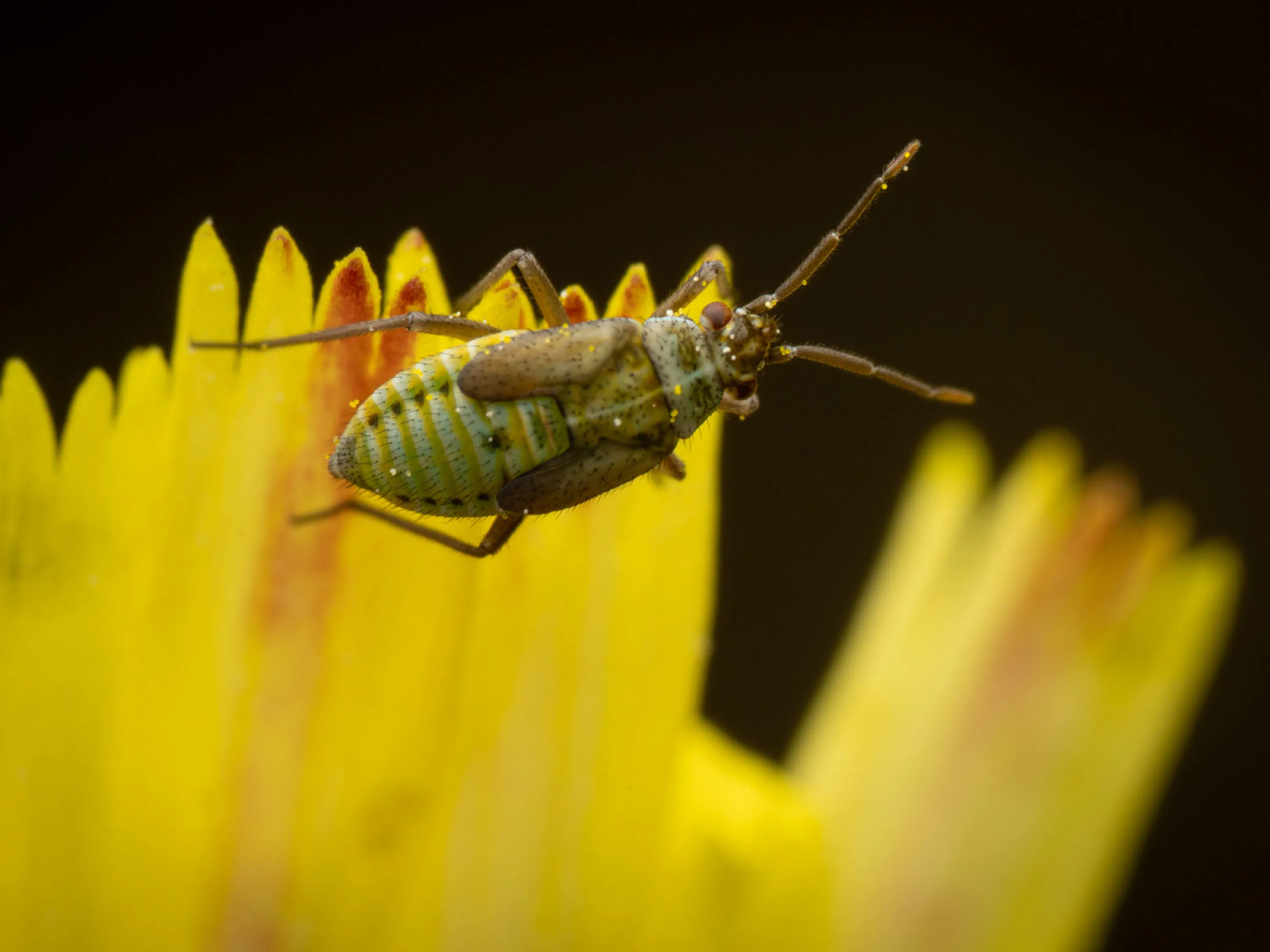 Hoplomachus thunbergii