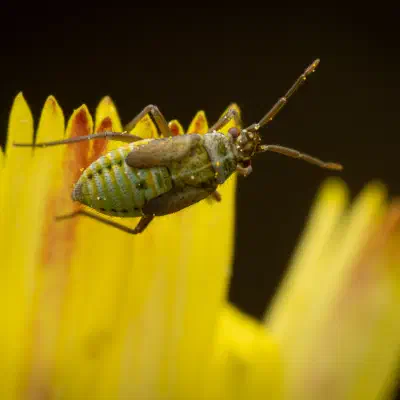 Hoplomachus thunbergii