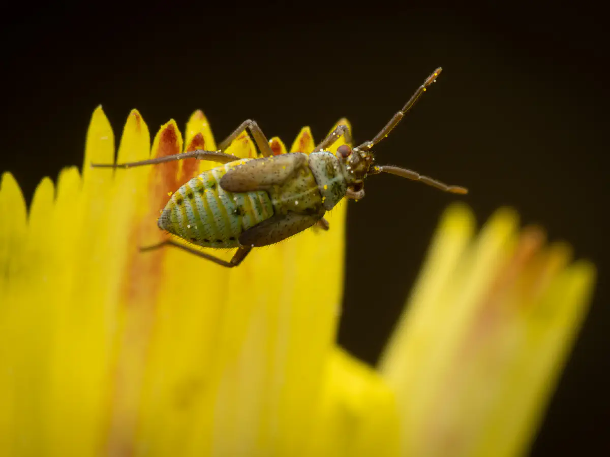 Hoplomachus thunbergii