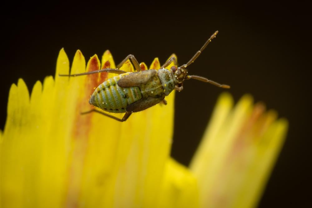Hoplomachus thunbergii