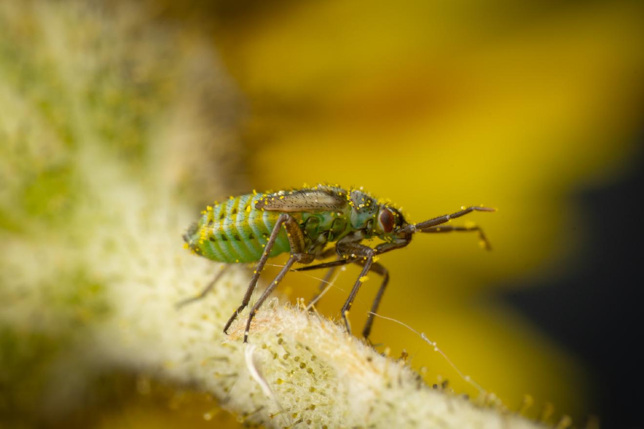 Hoplomachus thunbergii – No. 4