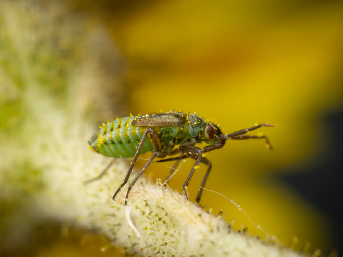 Hoplomachus thunbergii