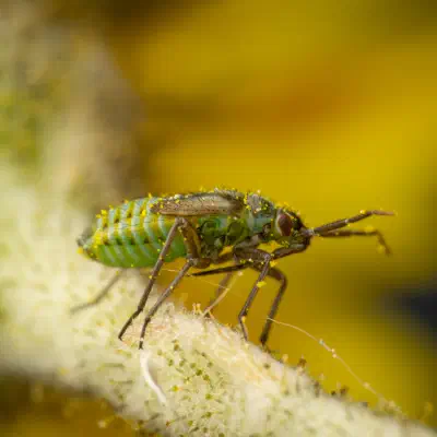 Hoplomachus thunbergii