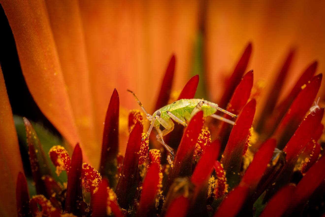 Apolygus lucorum – No. 1