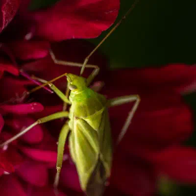 Apolygus lucorum