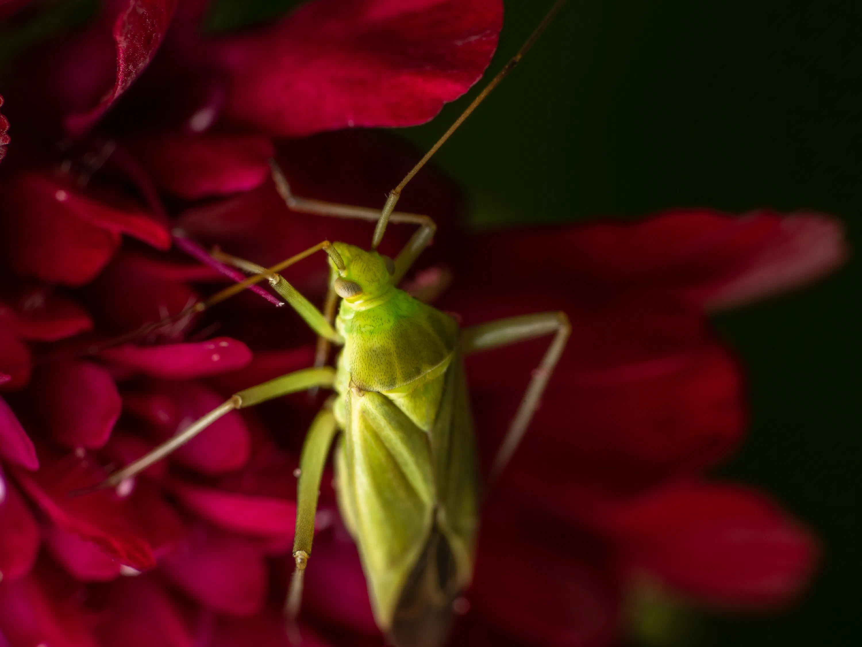 Apolygus lucorum