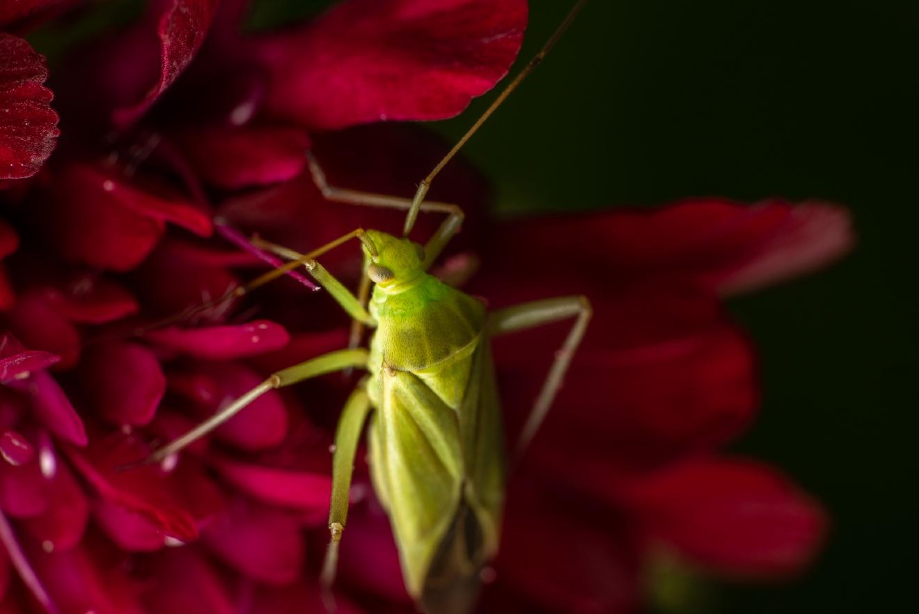 Apolygus lucorum – No. 2