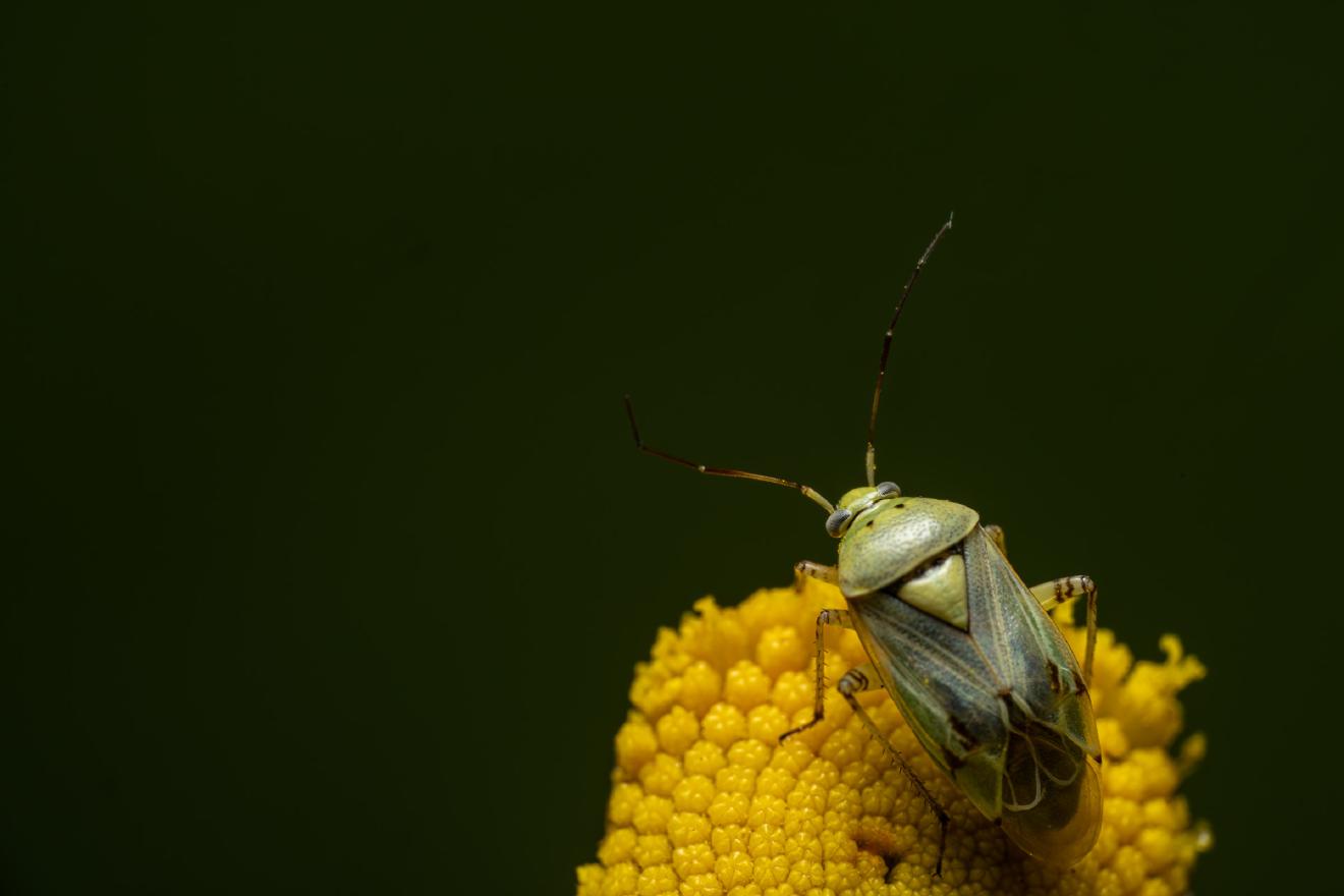 Apolygus lucorum – No. 3