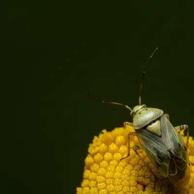 Apolygus lucorum