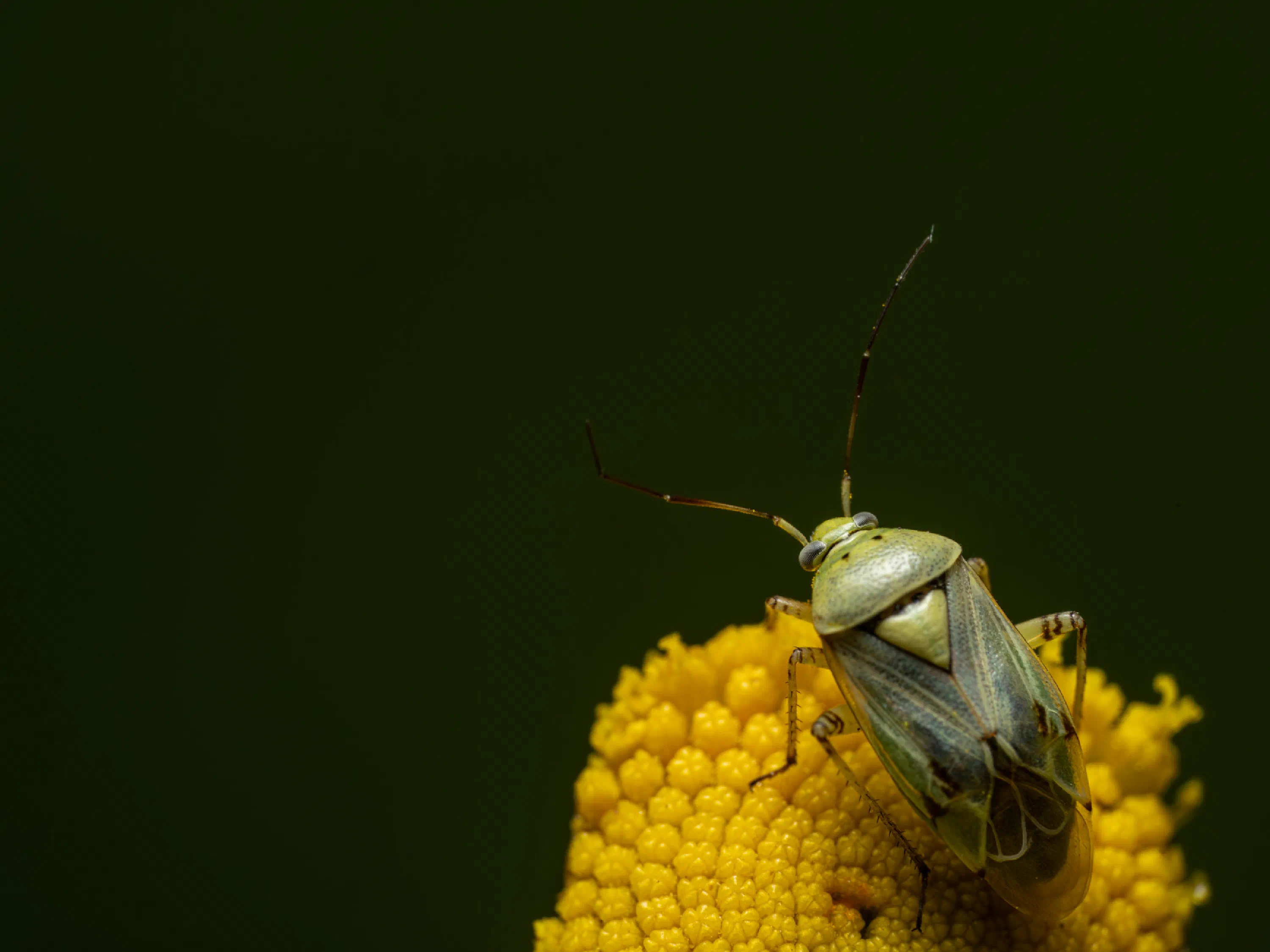 Apolygus lucorum