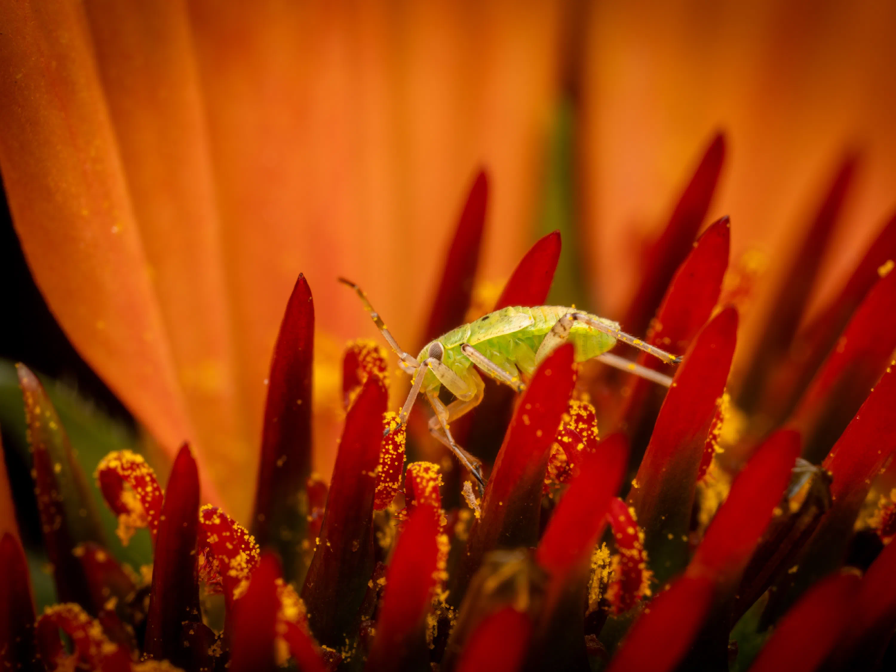 Apolygus lucorum